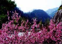 泰山桃花峪天气